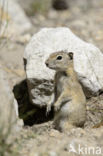 Belding s grondeekhoorn (Urocitellus beldingi)