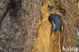 Mountain Bluebird (Sialia currucoides)