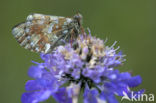 Mountain Fritillary (Boloria napaea)