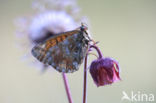 Mountain Fritillary (Boloria napaea)