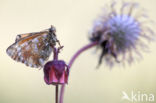 Mountain Fritillary (Boloria napaea)