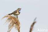 Blauwborst (Luscinia svecica)