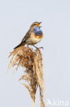 Bluethroat (Luscinia svecica)