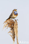 Bluethroat (Luscinia svecica)