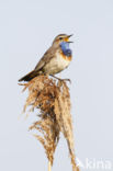 Bluethroat (Luscinia svecica)