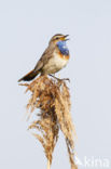 Bluethroat (Luscinia svecica)