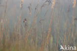 Blauwborst (Luscinia svecica)
