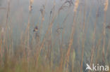 Bluethroat (Luscinia svecica)