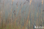 Bluethroat (Luscinia svecica)