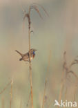 Blauwborst (Luscinia svecica)