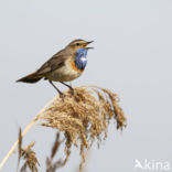 Blauwborst (Luscinia svecica)