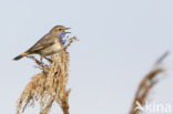 Blauwborst (Luscinia svecica)