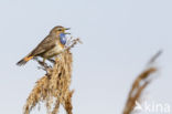 Blauwborst (Luscinia svecica)