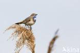 Bluethroat (Luscinia svecica)