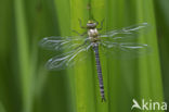 Blauwe glazenmaker (Aeshna cyanea)