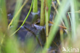 Blauwe glazenmaker (Aeshna cyanea)