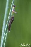 Blauwe glazenmaker (Aeshna cyanea)