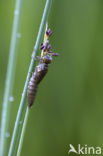 Blauwe glazenmaker (Aeshna cyanea)