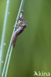 Blauwe glazenmaker (Aeshna cyanea)