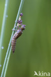 Blauwe glazenmaker (Aeshna cyanea)