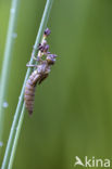 Blauwe glazenmaker (Aeshna cyanea)