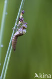 Blauwe glazenmaker (Aeshna cyanea)