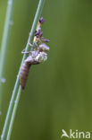 Blauwe glazenmaker (Aeshna cyanea)