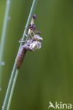 Blauwe glazenmaker (Aeshna cyanea)