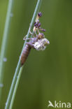 Blauwe glazenmaker (Aeshna cyanea)