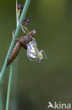 Blauwe glazenmaker (Aeshna cyanea)