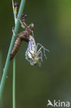 Blauwe glazenmaker (Aeshna cyanea)