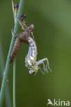 Southern Hawker (Aeshna cyanea)