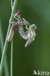 Blauwe glazenmaker (Aeshna cyanea)