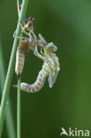 Southern Hawker (Aeshna cyanea)