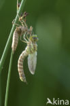 Blauwe glazenmaker (Aeshna cyanea)