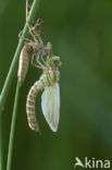 Blauwe glazenmaker (Aeshna cyanea)