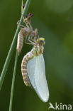 Blauwe glazenmaker (Aeshna cyanea)