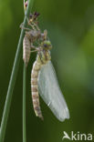 Blauwe glazenmaker (Aeshna cyanea)