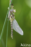 Blauwe glazenmaker (Aeshna cyanea)