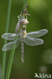 Blauwe glazenmaker (Aeshna cyanea)