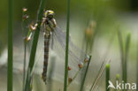 Blauwe glazenmaker (Aeshna cyanea)