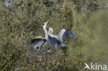 Grey Heron (Ardea cinerea)