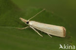 Blauwooggrasmot (Agriphila straminella)