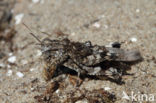 Blue-winged grasshopper (Oedipoda caerulescens)