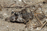 Blauwvleugelsprinkhaan (Oedipoda caerulescens)