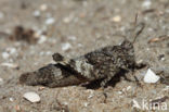 Blue-winged grasshopper (Oedipoda caerulescens)