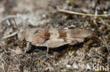 Blauwvleugelsprinkhaan (Oedipoda caerulescens)