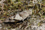 Blauwvleugelsprinkhaan (Oedipoda caerulescens)