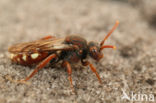 Bleekvlekwespbij (Nomada alboguttata)