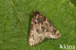 Aglossa caprealis